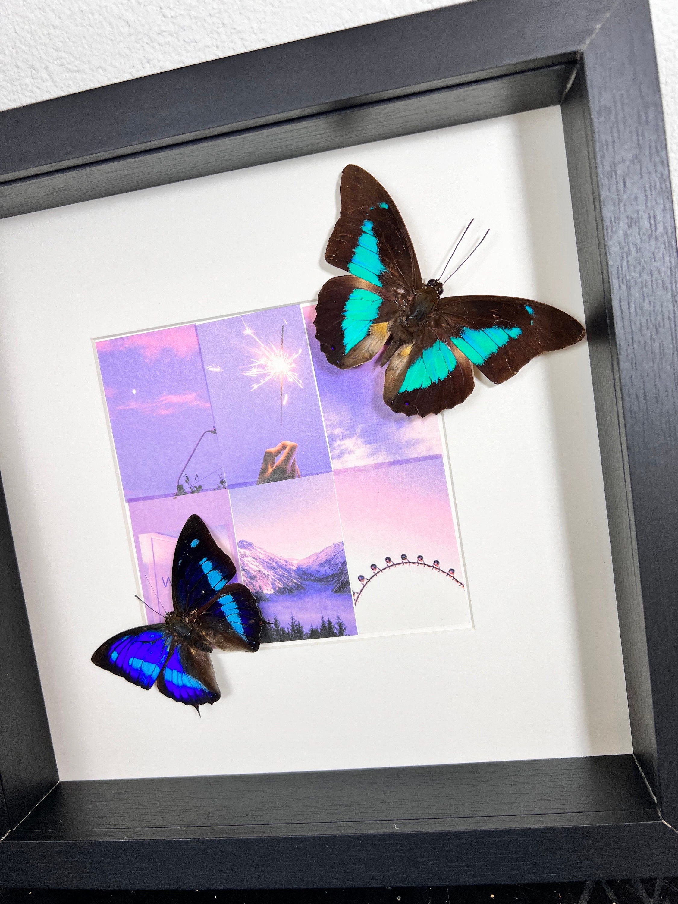 Archaeoprepona Demophon en Prepona Laertes op print in lijst