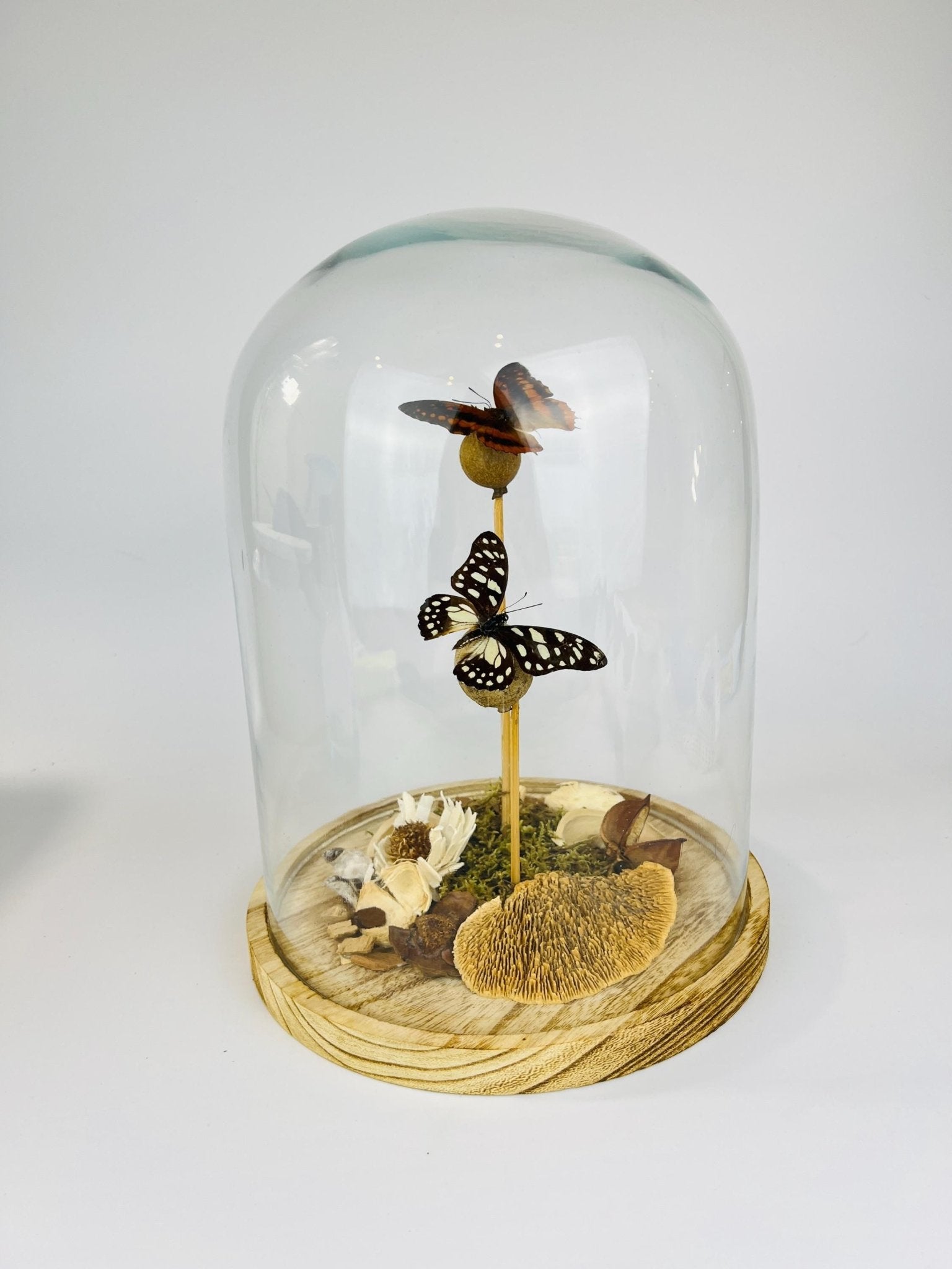 Charaxes und Graphium Leonidas in einer Glasglocke von KEY LIME STORE
