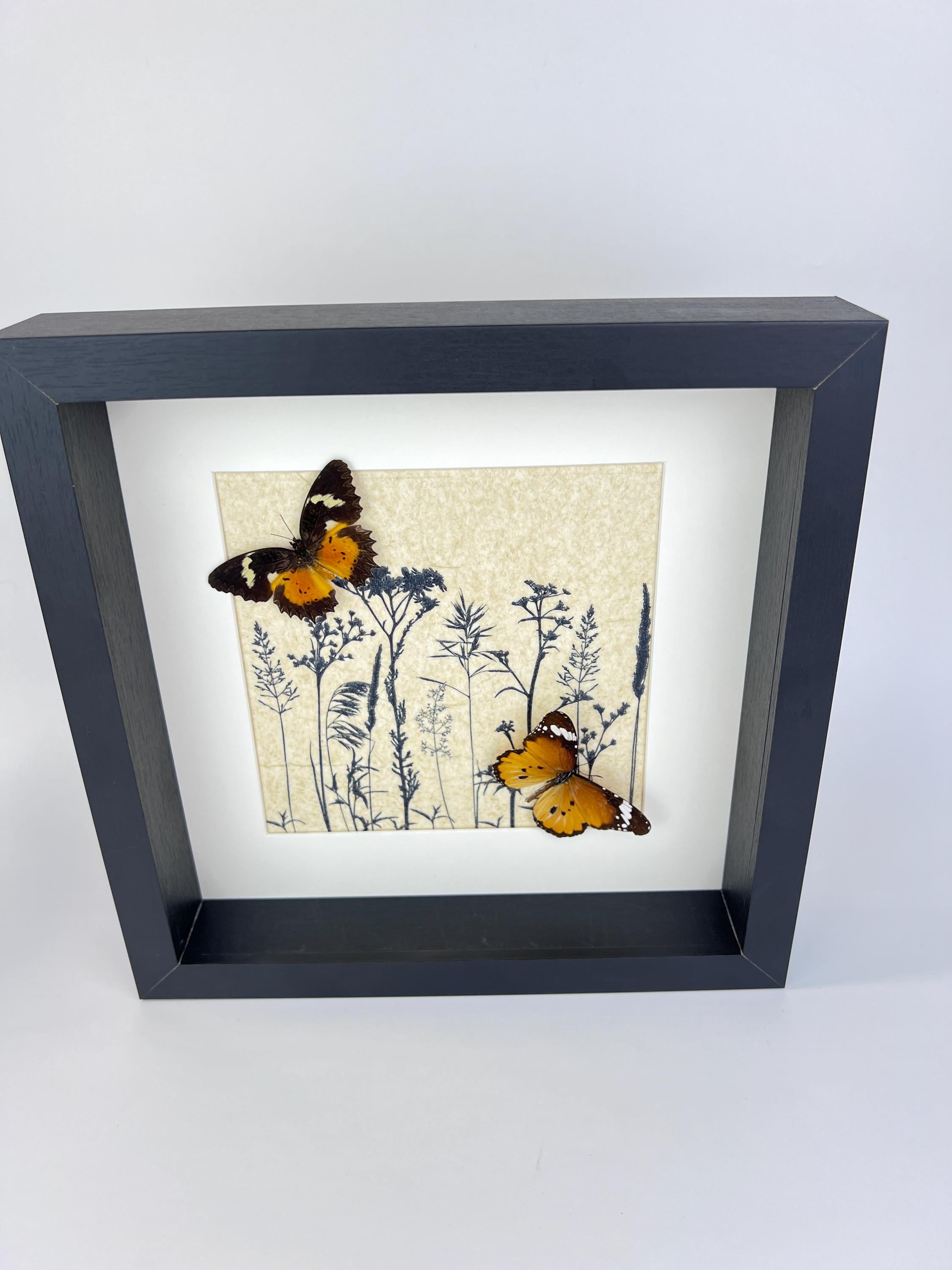 Cethosia hypsea und Danaus chrysippus in einem Rahmen