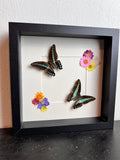„Graphium Milon“ und „Graphium Sarpedon“ mit Trockenblumen in einem Rahmen von KEY LIME STORE