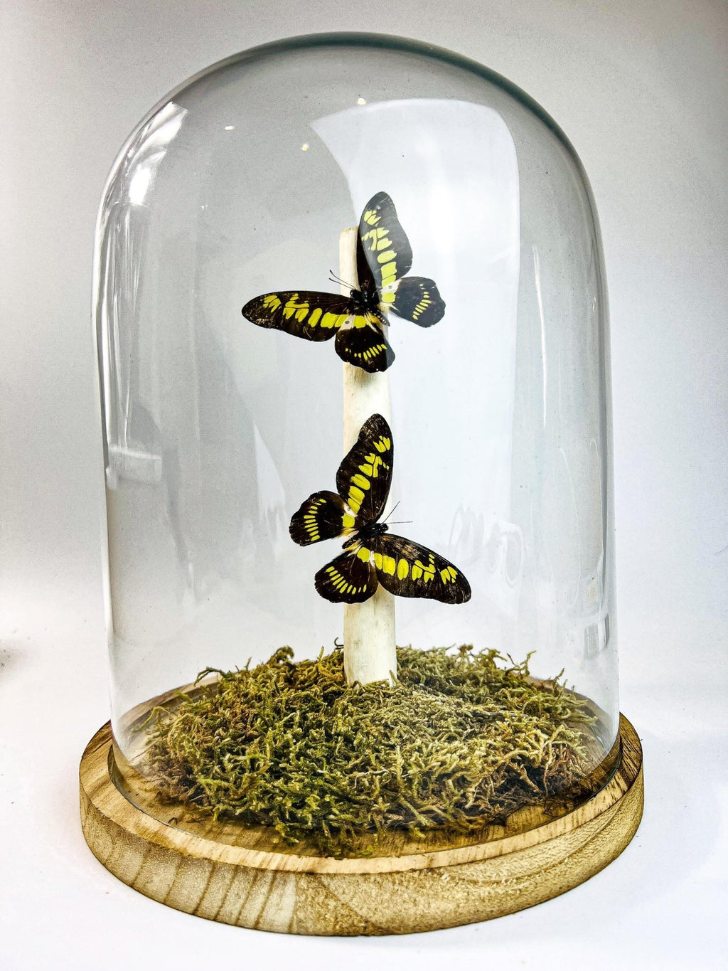 Papilio Latreillianus in einer Glasglocke von KEY LIME STORE