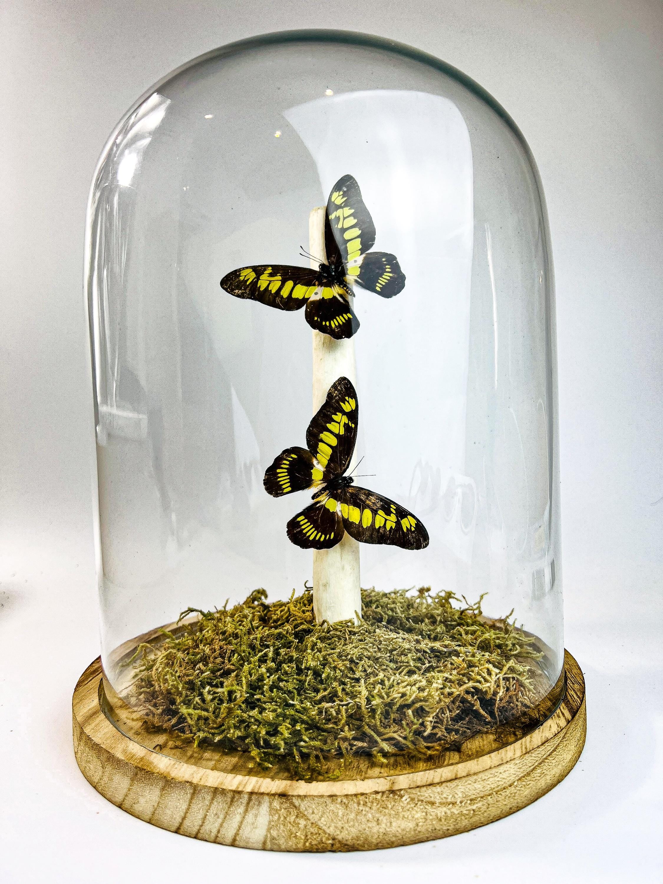 Papilio Latreillianus in stolp