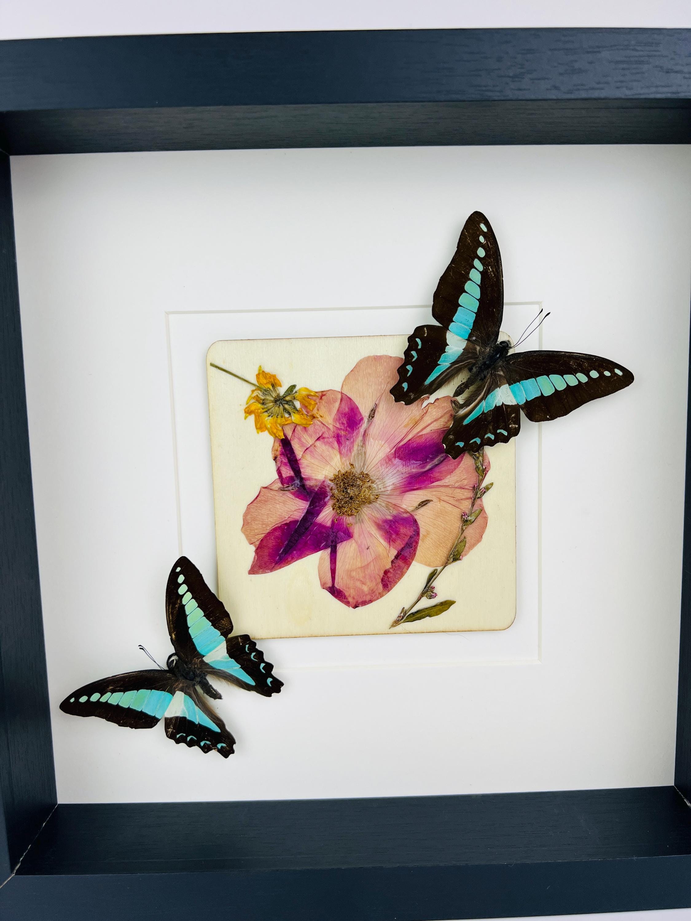 Graphium Sarpedon mit Trockenblumen auf MDF in einem Rahmen