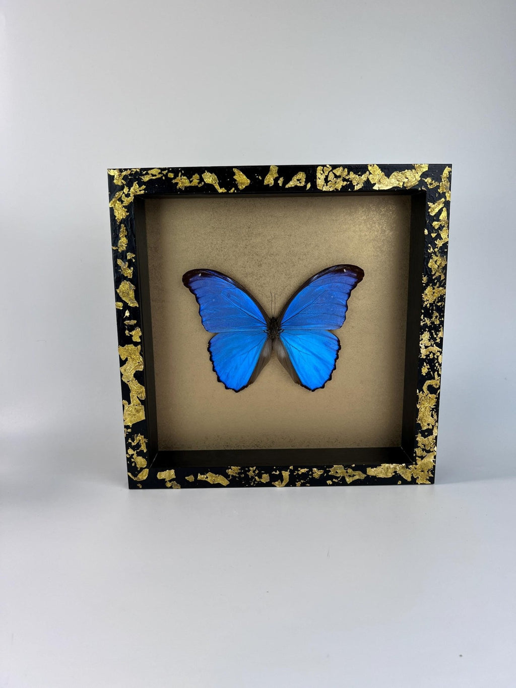 Morpho Didius auf Blattgold, gerahmt von KEY LIME STORE