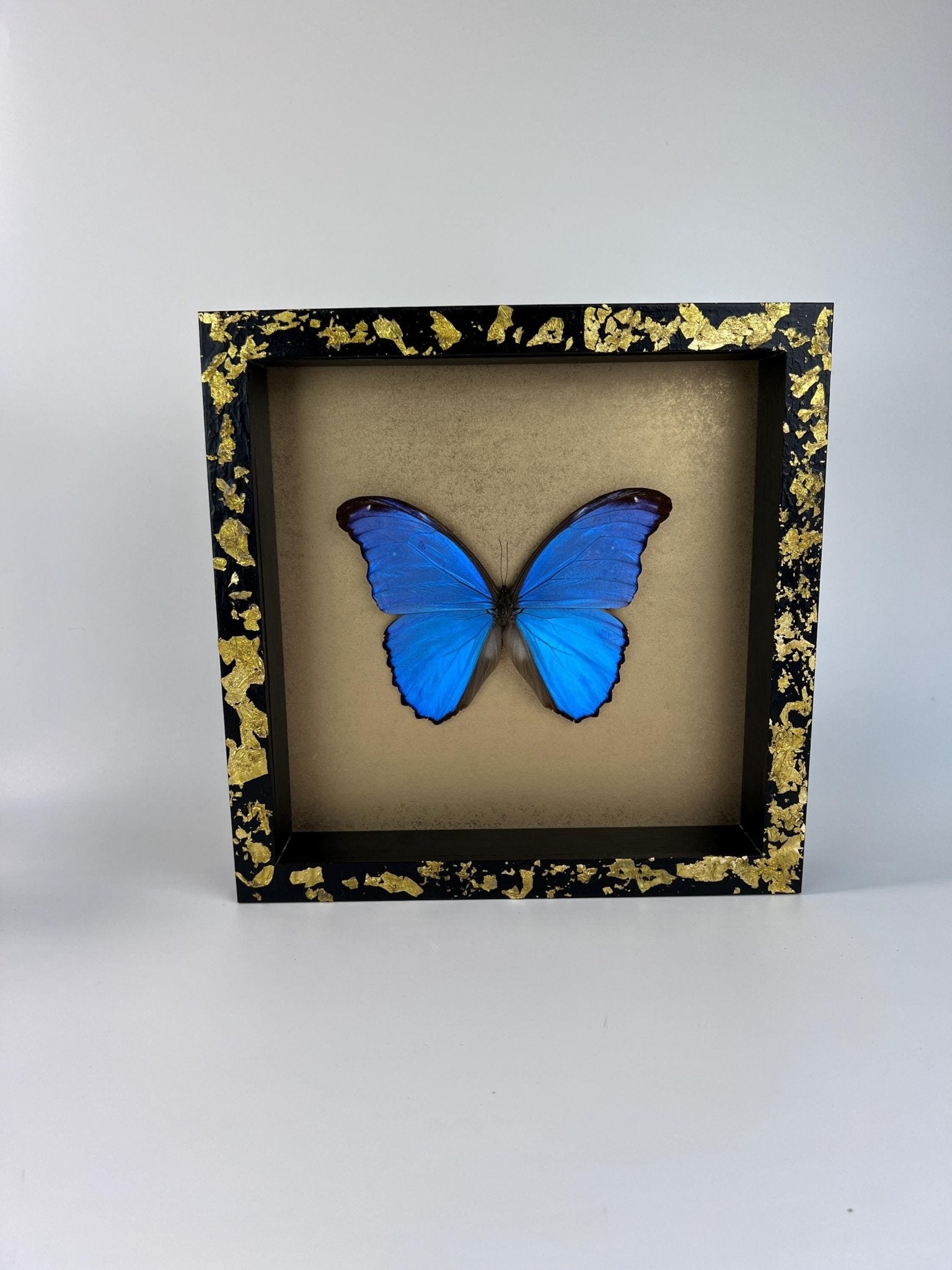 Morpho Didius op bladgoud in lijst by KEY LIME STORE