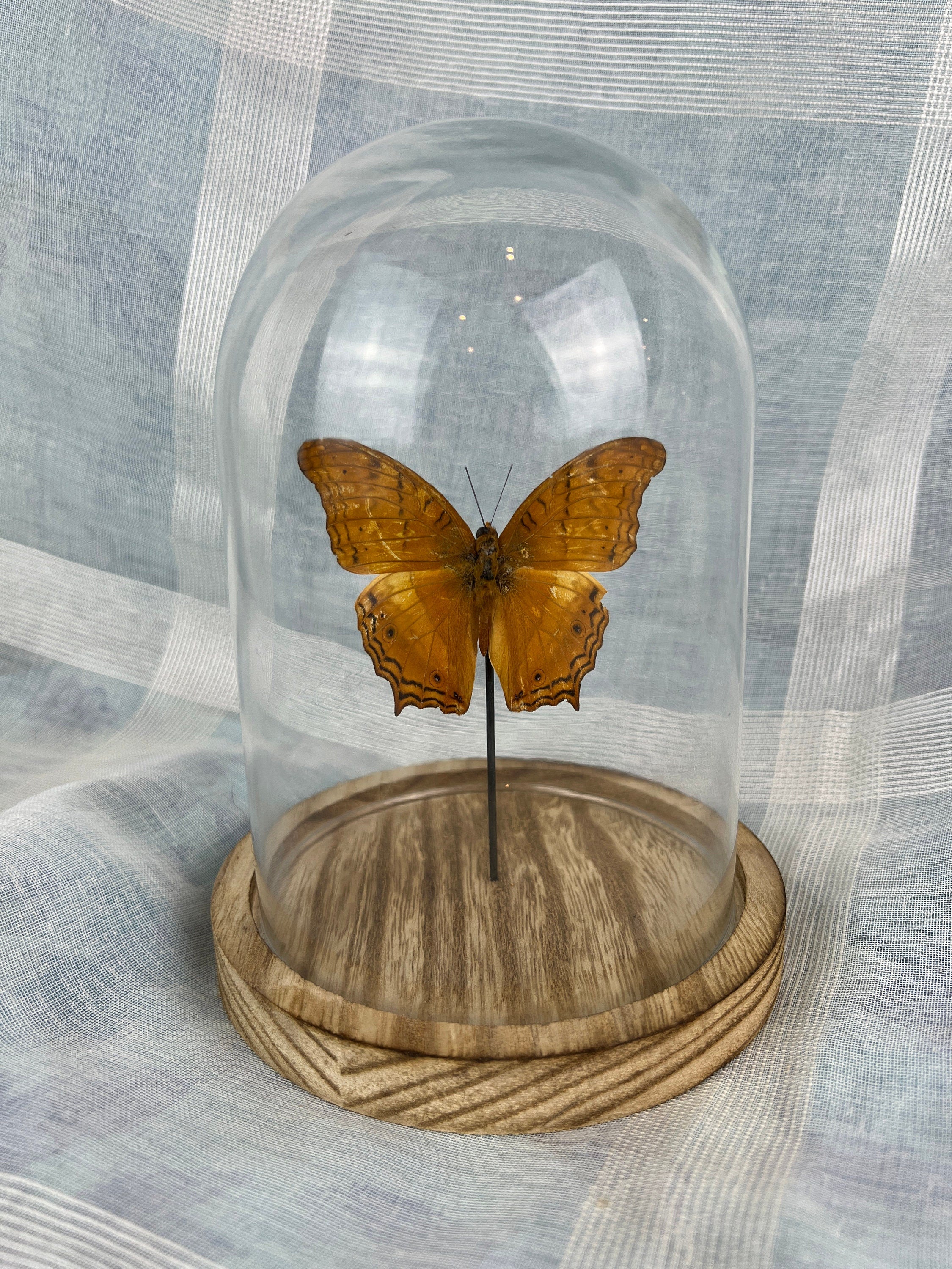 Vindula Erota in stolp