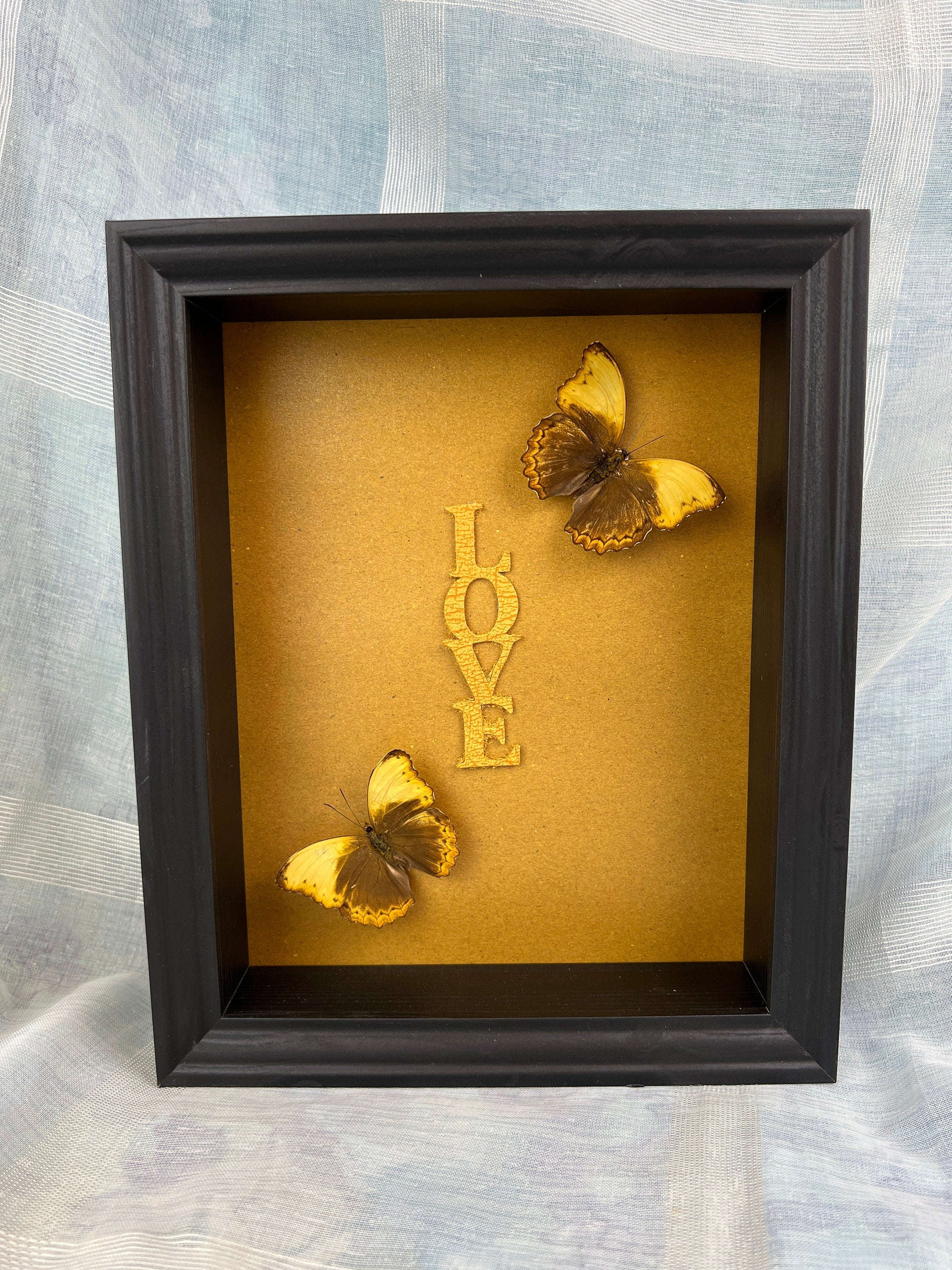 Cymothoe Haynac gerahmt