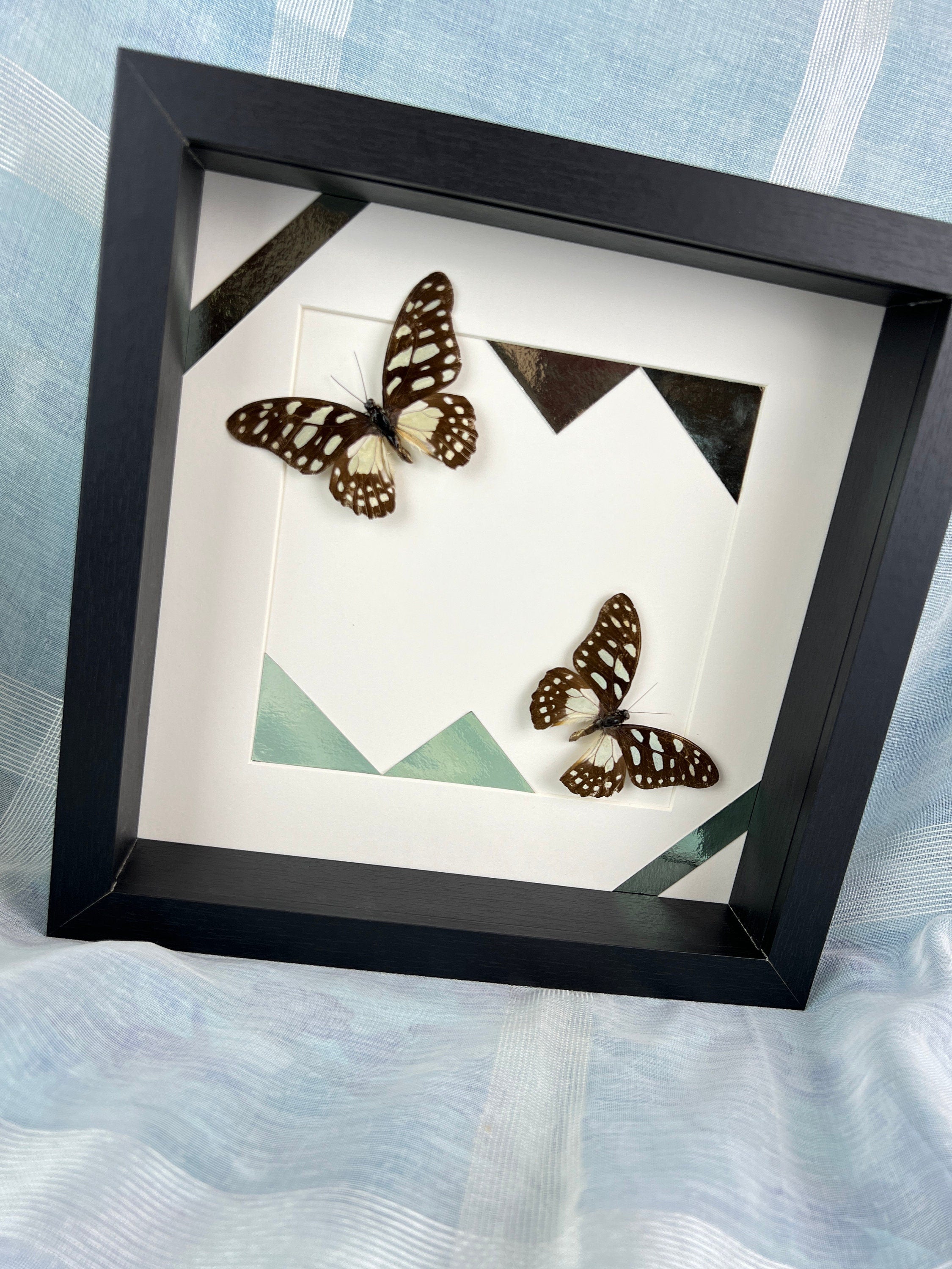 Graphium Leonidas op print in lijst