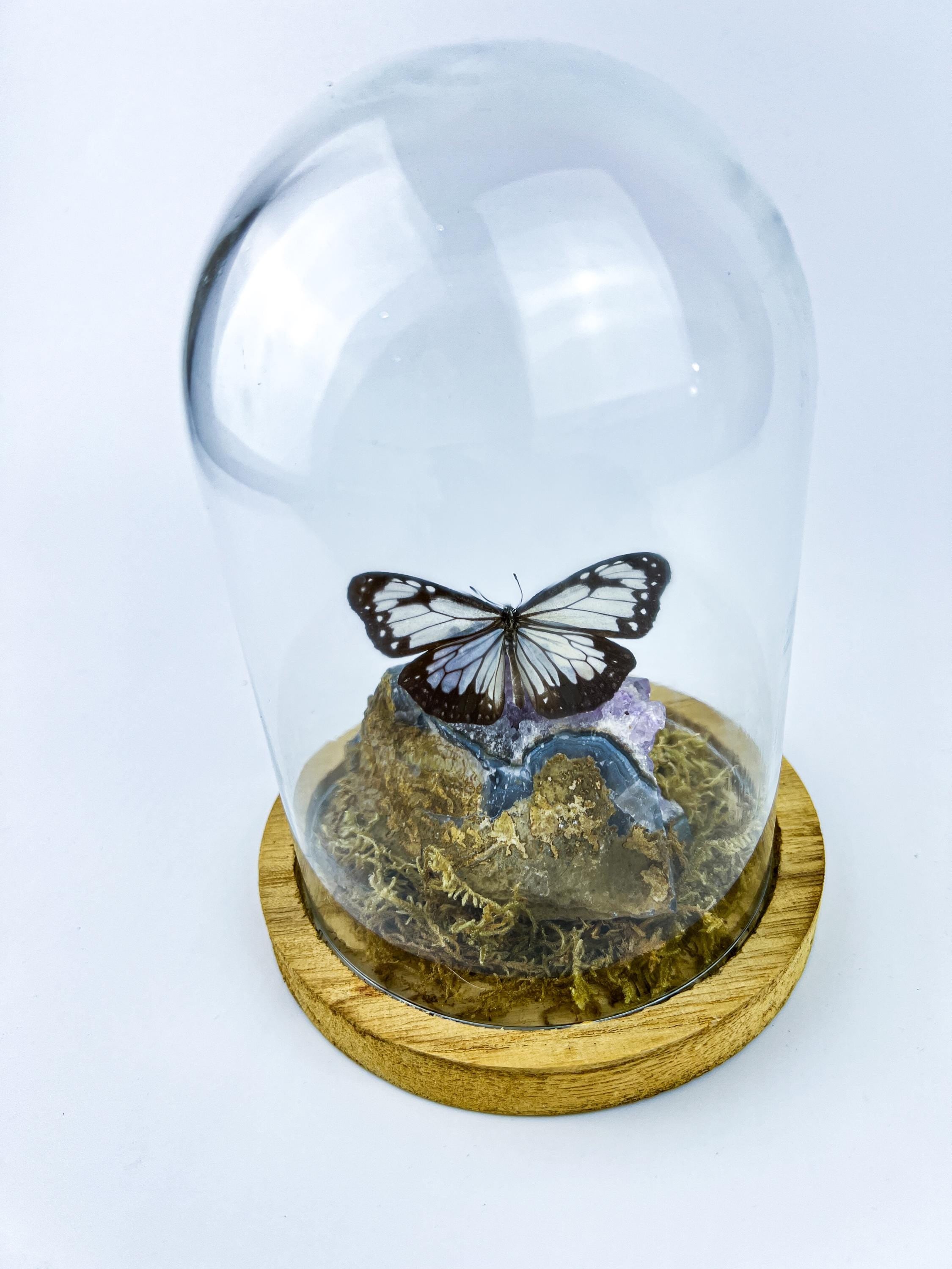 Echte vlinder | Parantica Vitrina op Amethyst in stolp (17x13cm)