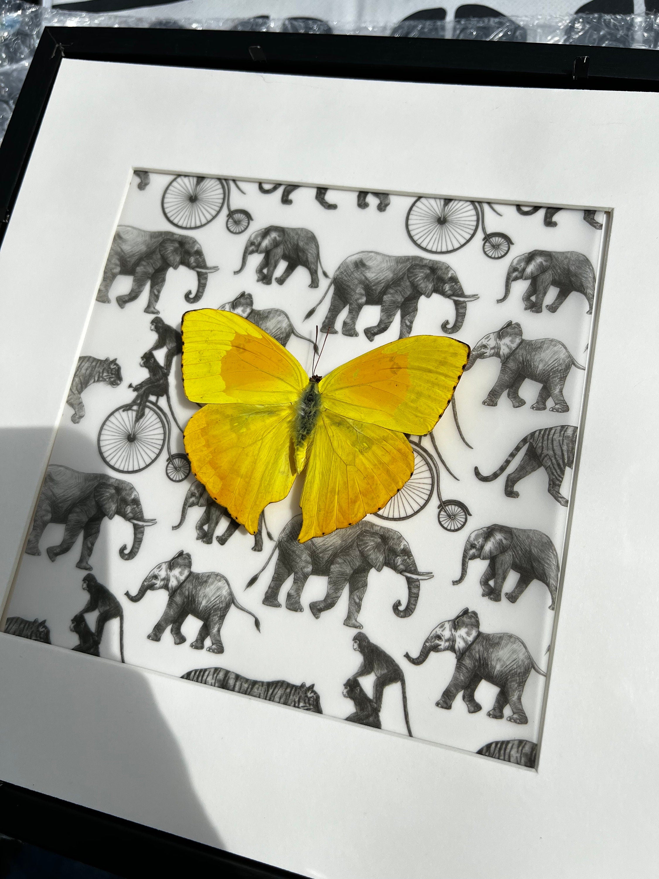 Phoebis Philea op print in lijst