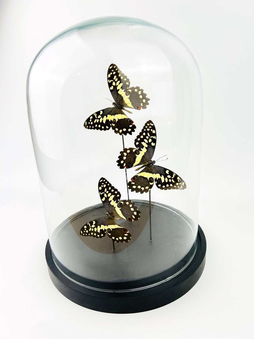 Papilio Demodocus in einer Glasglocke von KEY LIME STORE