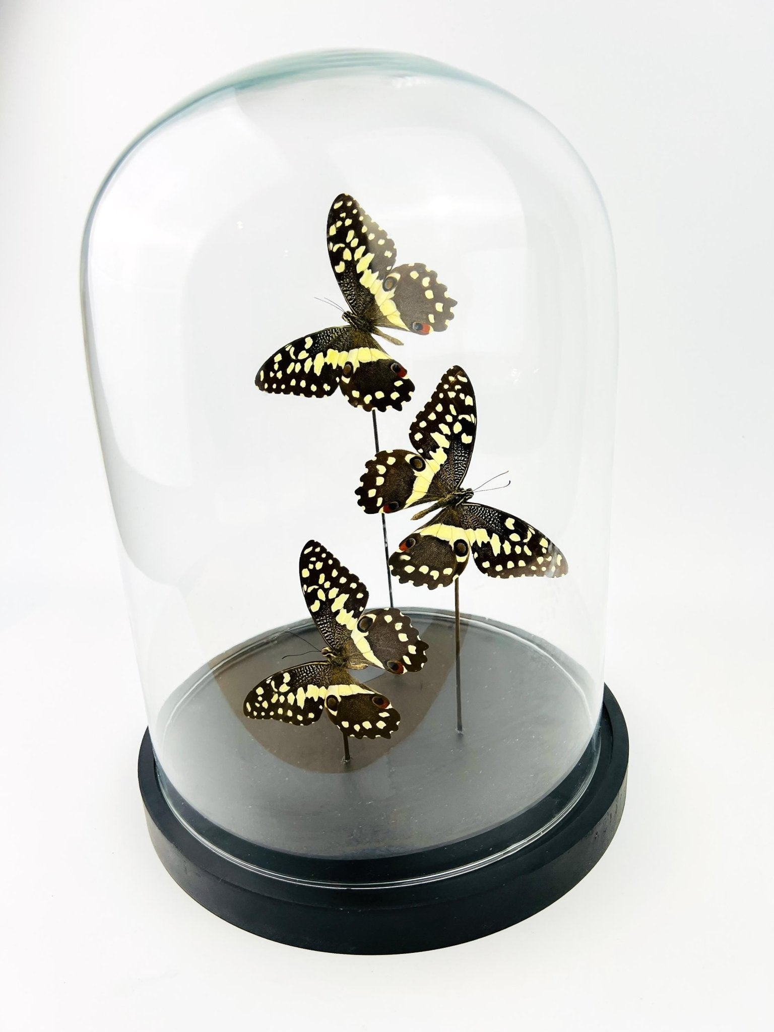 Papilio Demodocus in einer Glasglocke von KEY LIME STORE