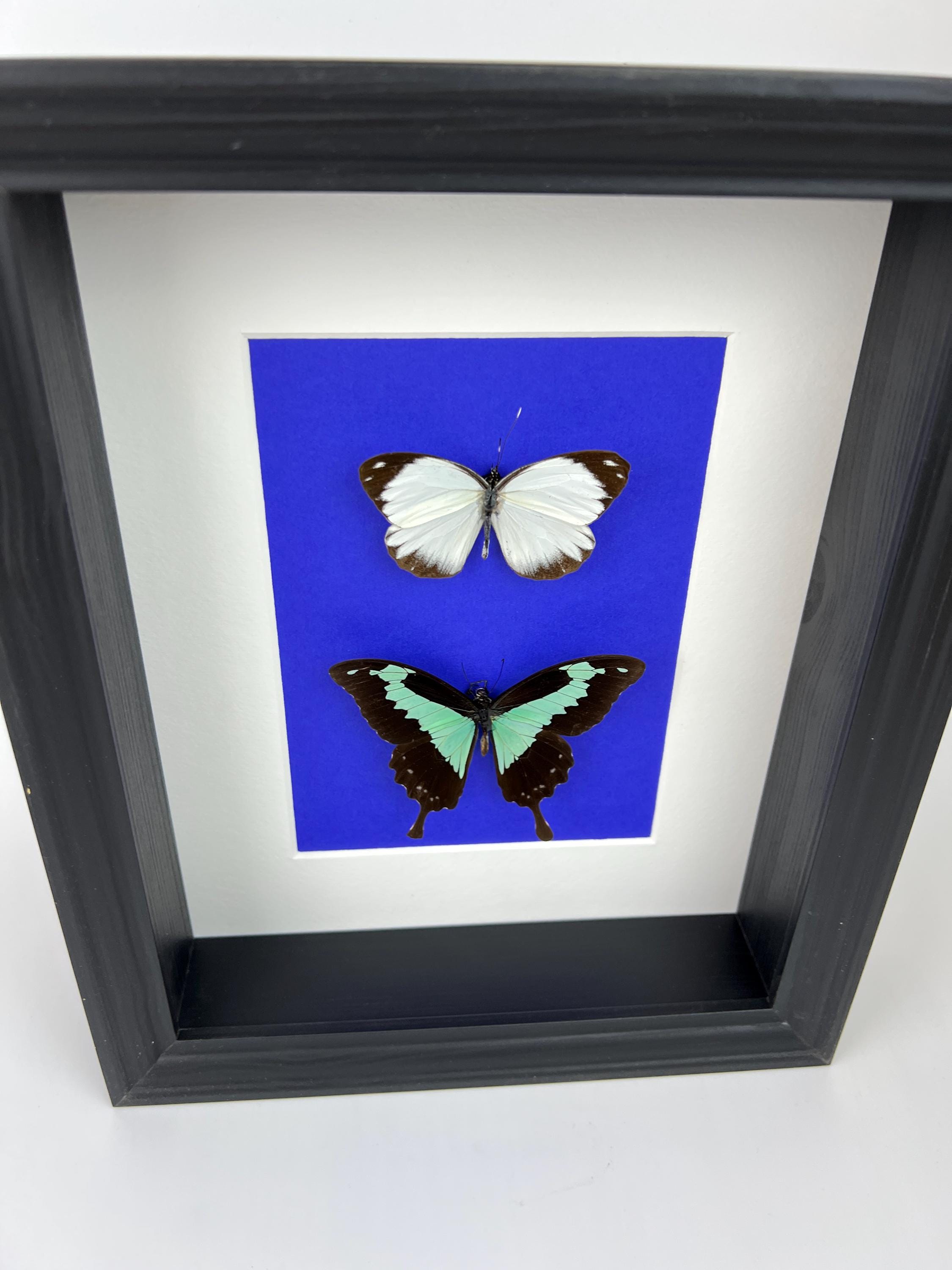 Papilio Phorcas und Appias im Rahmen