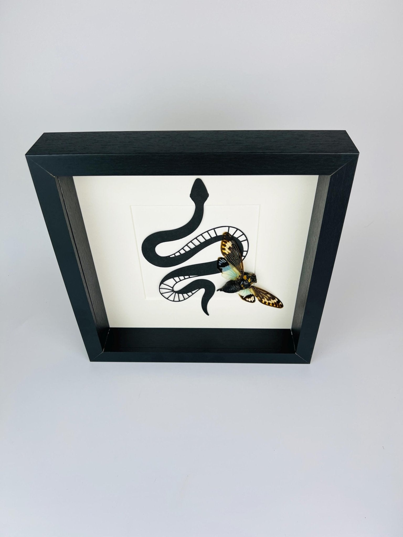 Tosena Splendida Zikade mit Schlangenmuster im Rahmen von KEY LIME STORE