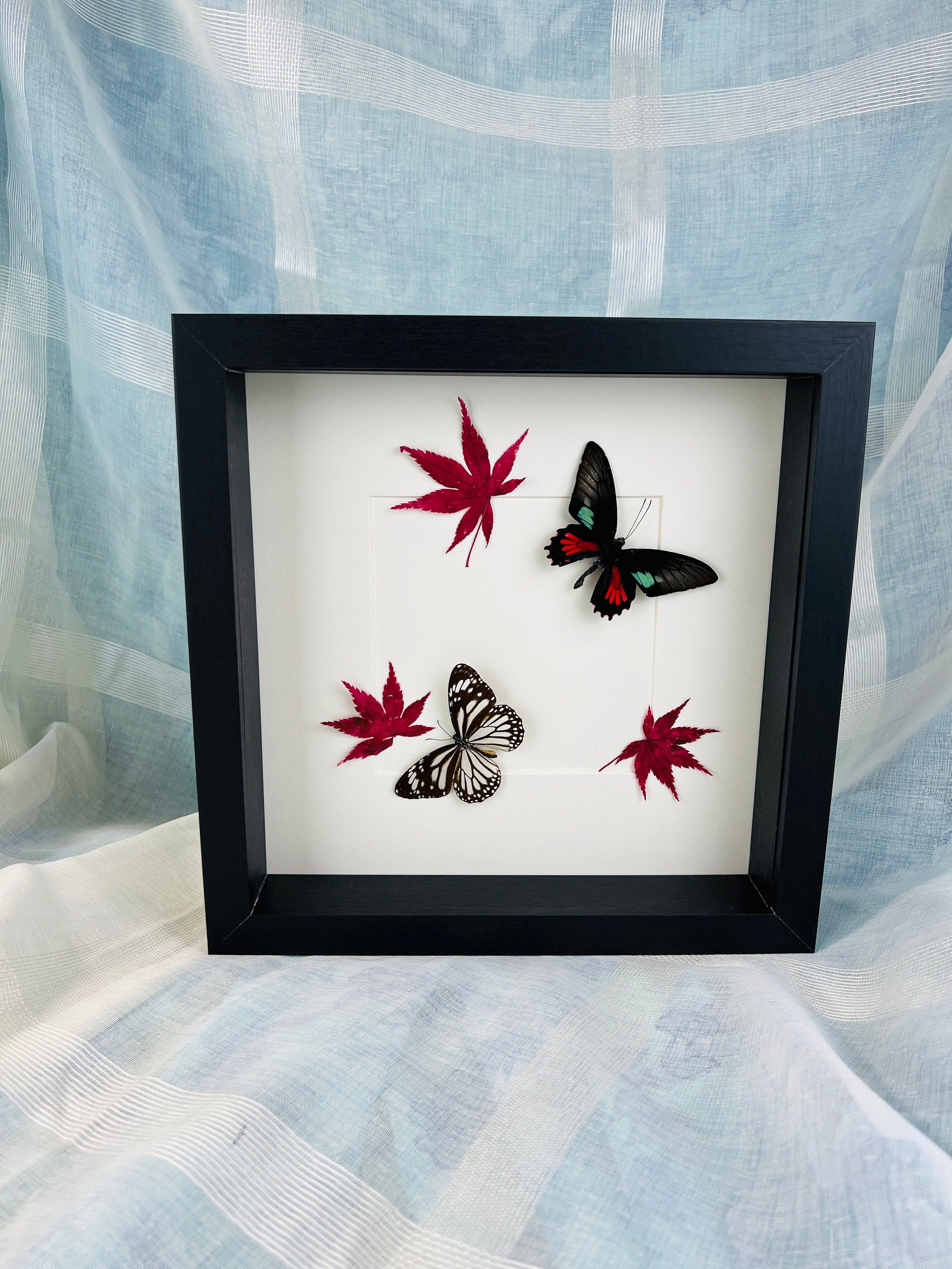 Parides Aeneas en Danaus Melanippus met Japanse esdoorn in lijst