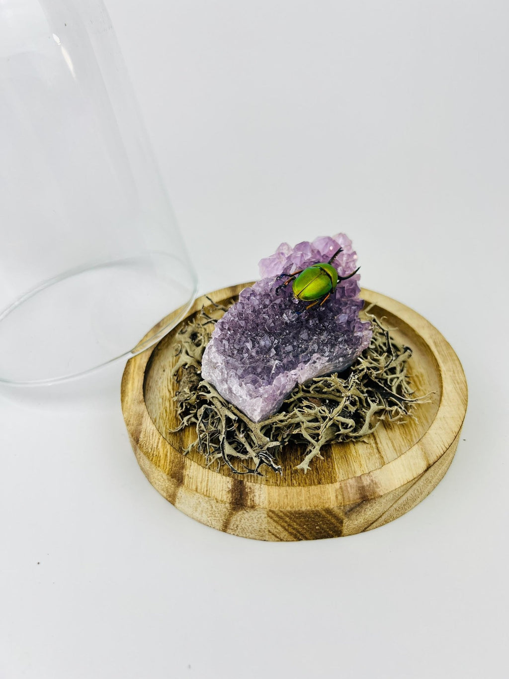 Schillernder Käfer auf einem Amethyst unter einer Glasglocke von KEY LIME STORE