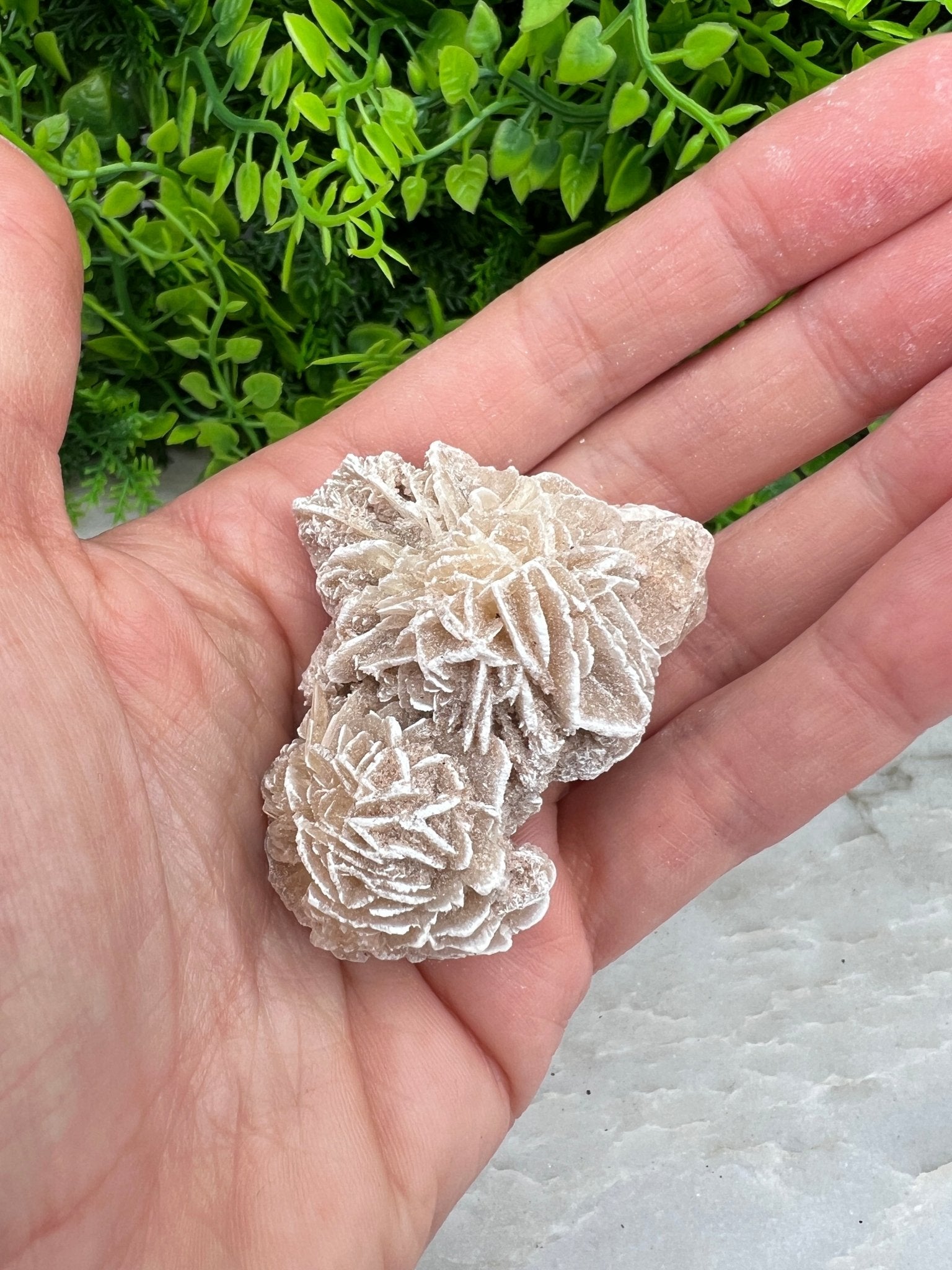 Woestijnroos cluster (5 cm) by KEY LIME STORE