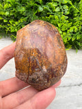 Rode palm fossiel half ruw half gepolijst by KEY LIME STORE