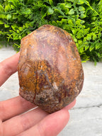 Rode palm fossiel half ruw half gepolijst by KEY LIME STORE