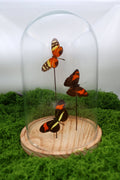 Melinaea, Adelpha und Heliconius in einer Glasglocke von KEY LIME STORE