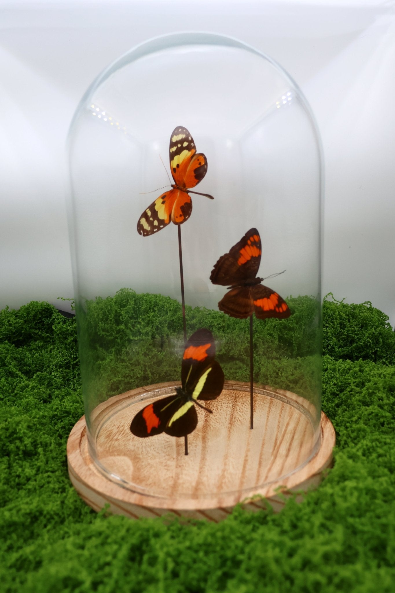 Melinaea, Adelpha en Heliconius in stolp by KEY LIME STORE