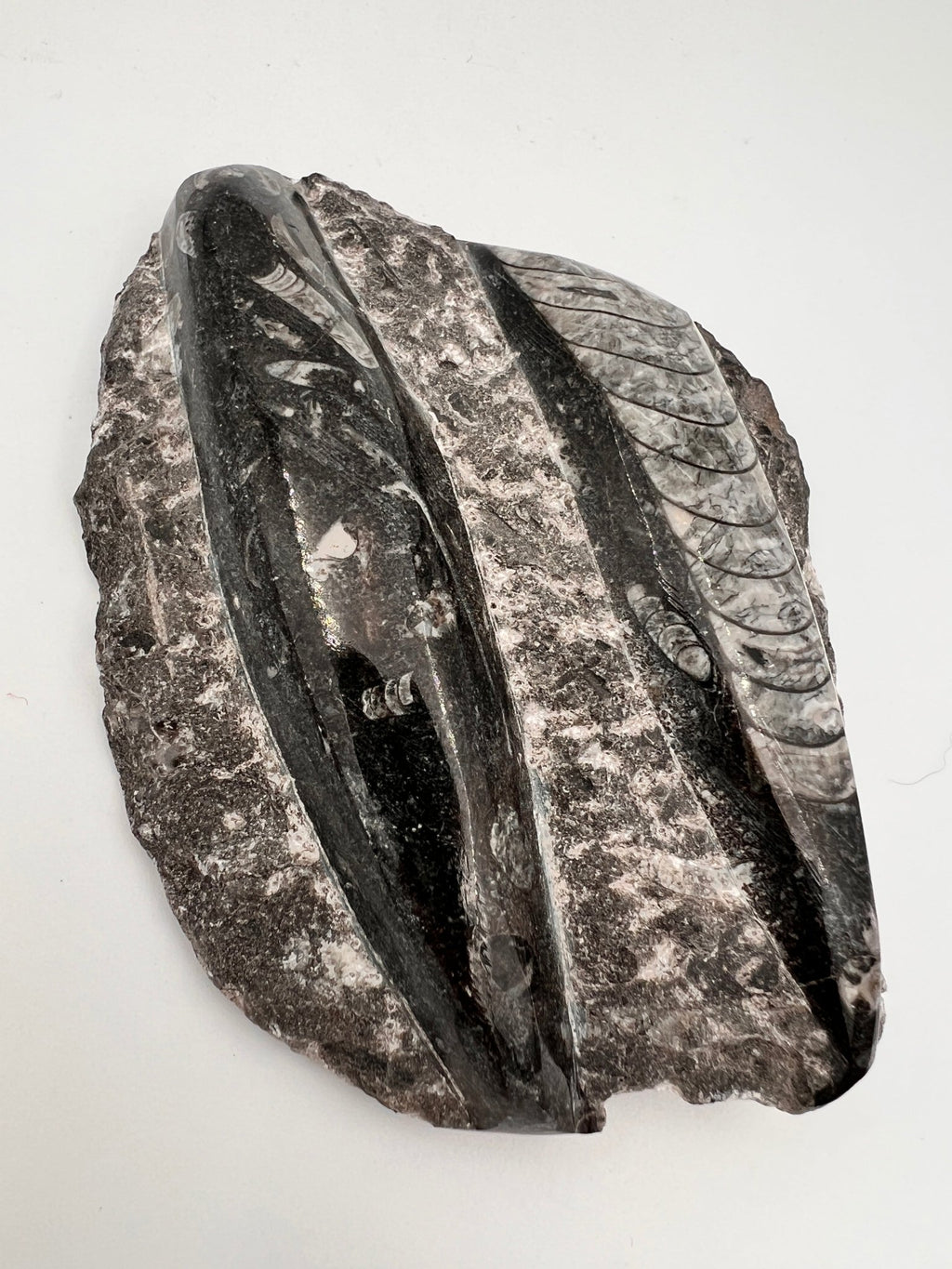 Orthoceras – Fossil von KEY LIME STORE