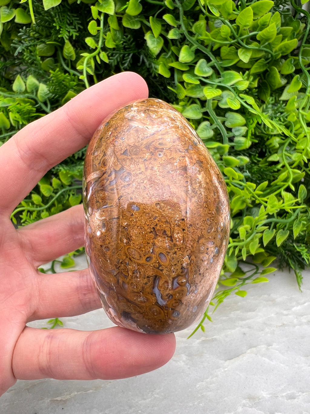 Rode palm fossiel freeform