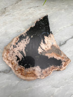 Zwarte Palmwortel fossiel (11 cm)