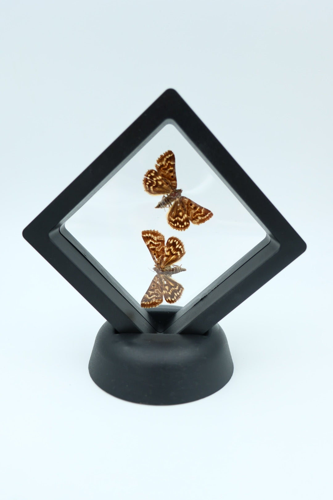 Echte vlinders - Euclidia Mi