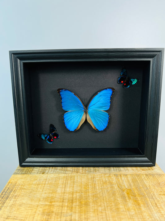 Morpho Didius and 2 Necyria in frame