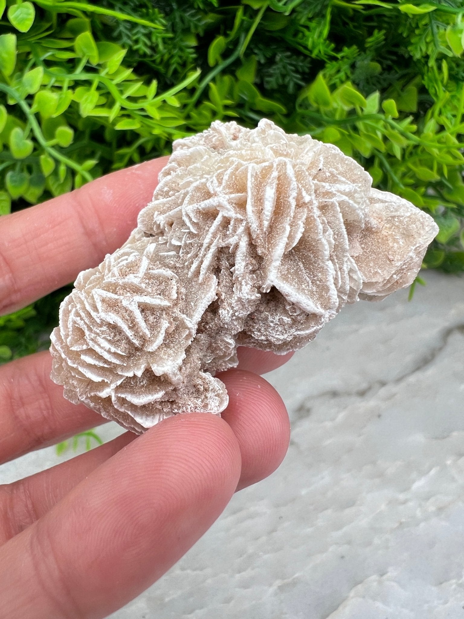 Woestijnroos cluster (5 cm) by KEY LIME STORE