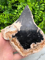 Zwarte Palmwortel fossiel (11 cm)