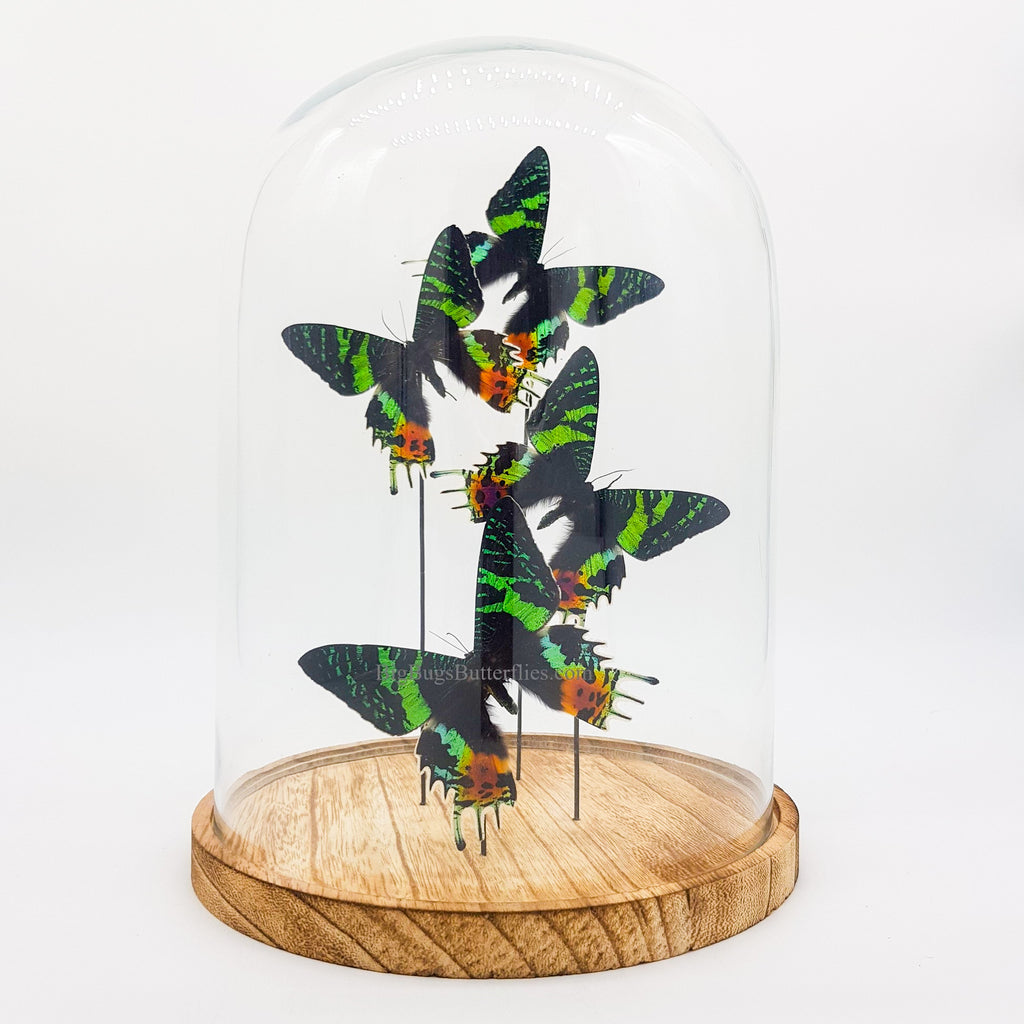 Urania Ripheus in einer Glasglocke von KEY LIME STORE