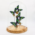 Urania Ripheus in einer Glasglocke von KEY LIME STORE