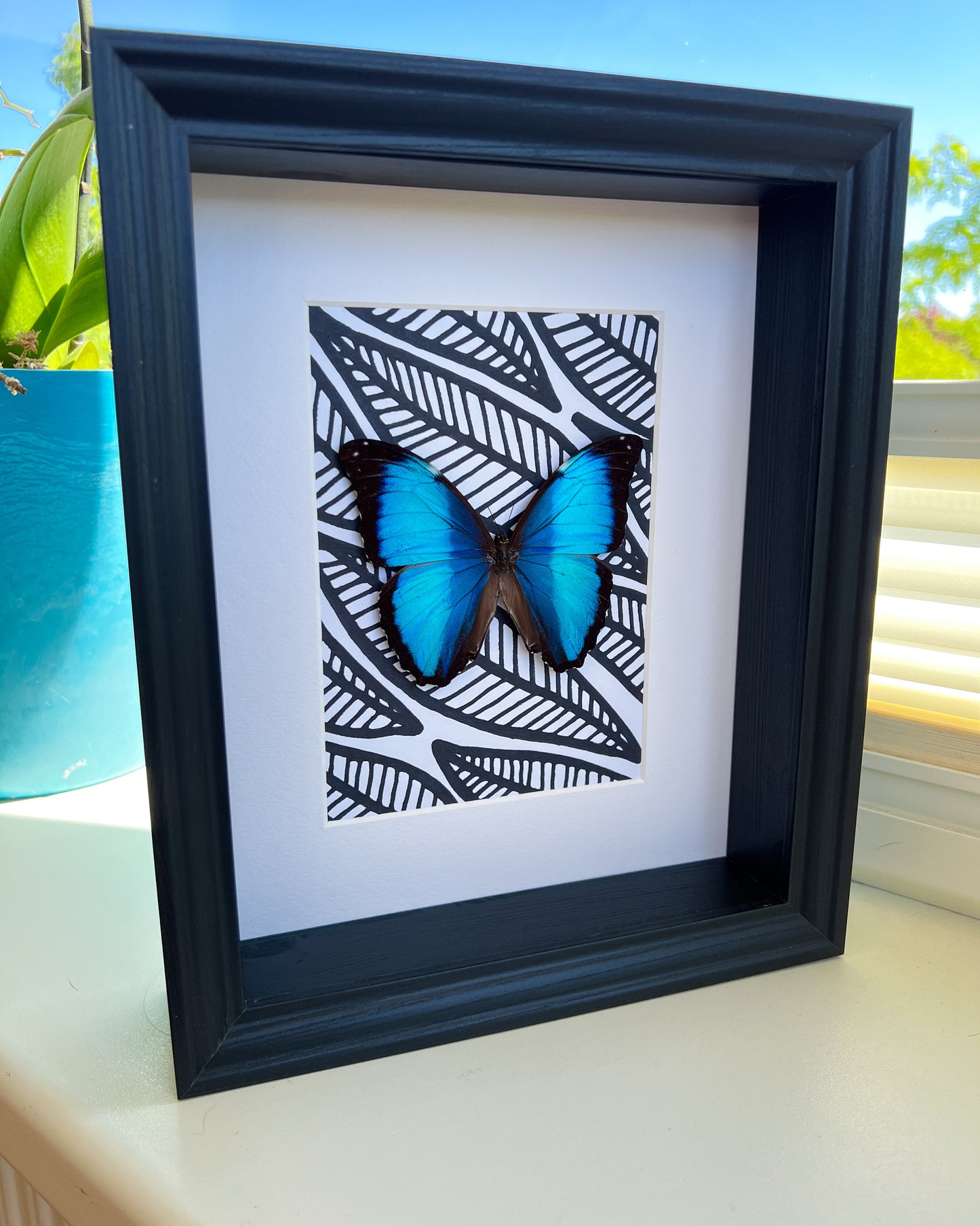 Morpho Peleides with black and white marker drawing in frame