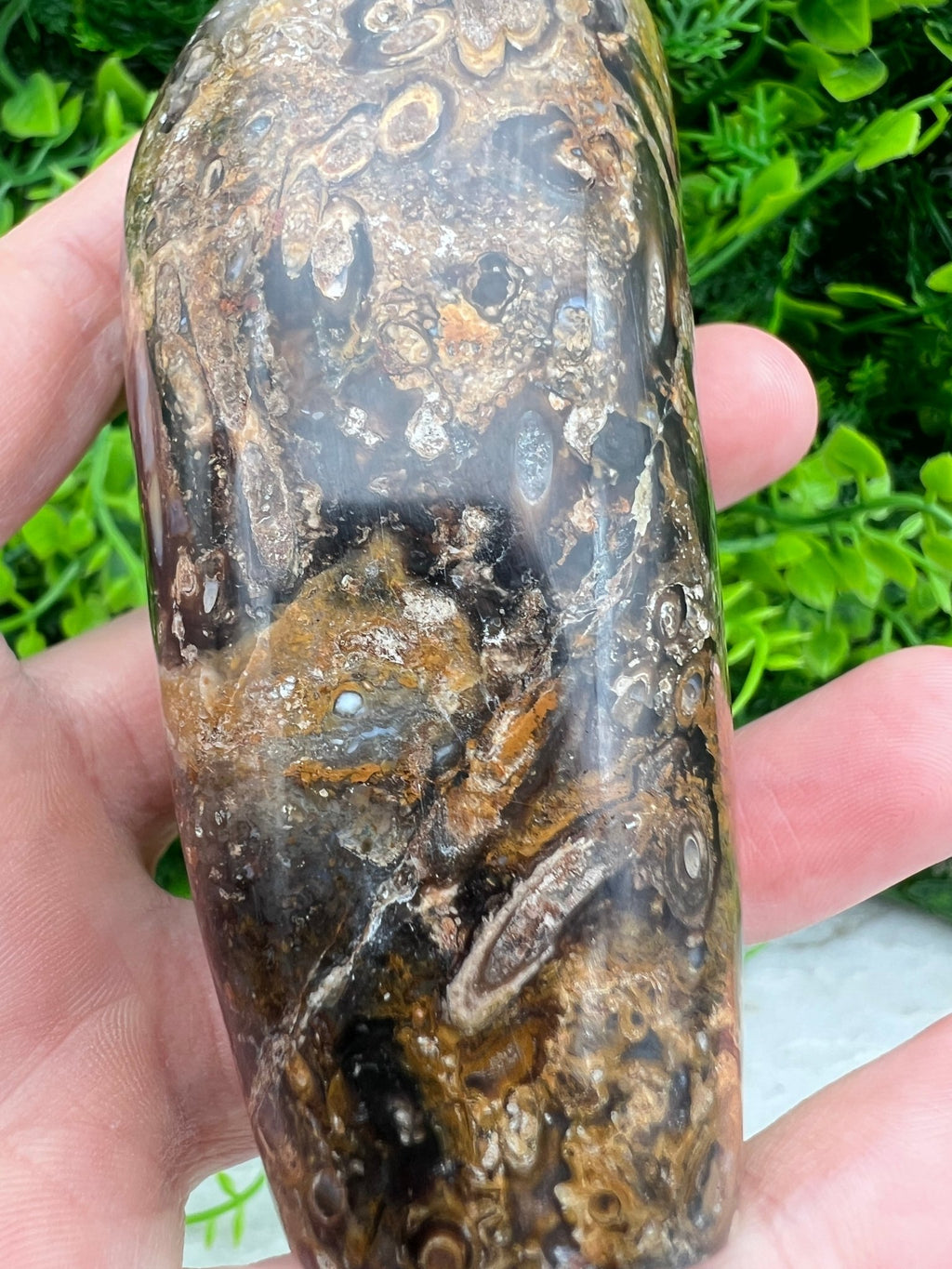 Rotes Palmenfossil, Freiform (8 cm) von KEY LIME STORE