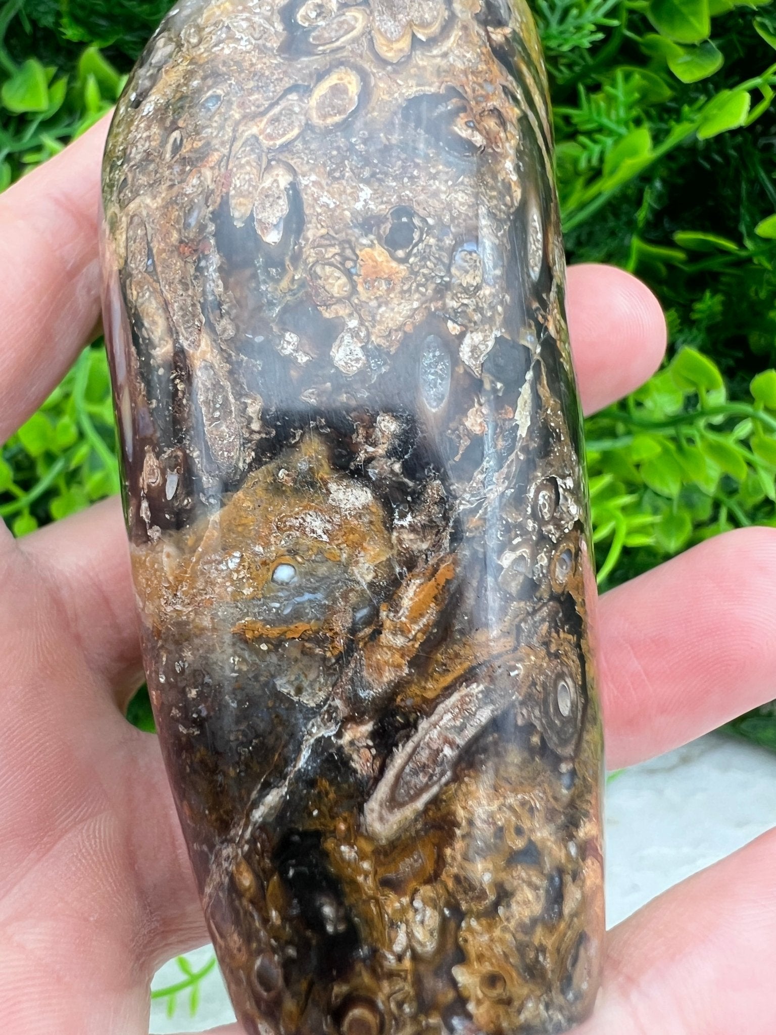 Rotes Palmenfossil, Freiform (8 cm) von KEY LIME STORE