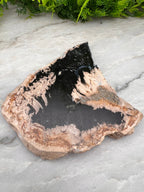 Zwarte Palmwortel fossiel (11 cm)
