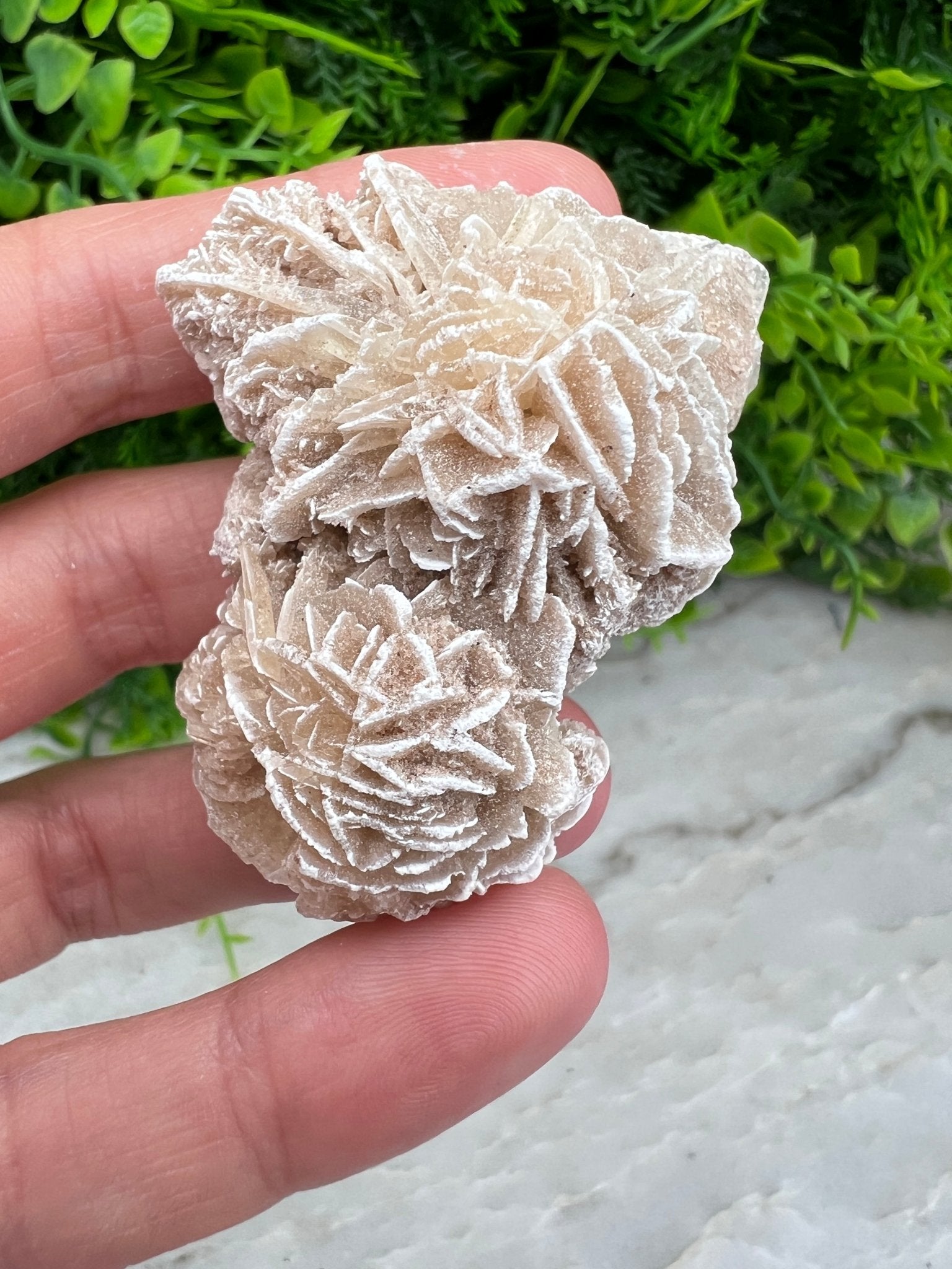 Woestijnroos cluster (5 cm) by KEY LIME STORE