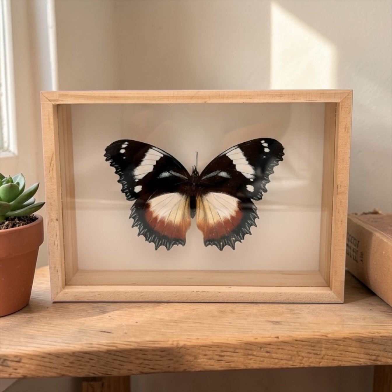 Hypolimnas Dexithea in lijst