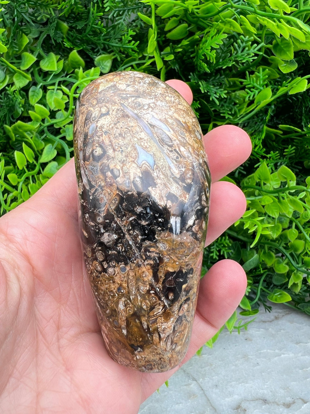 Rotes Palmenfossil, Freiform (8 cm) von KEY LIME STORE