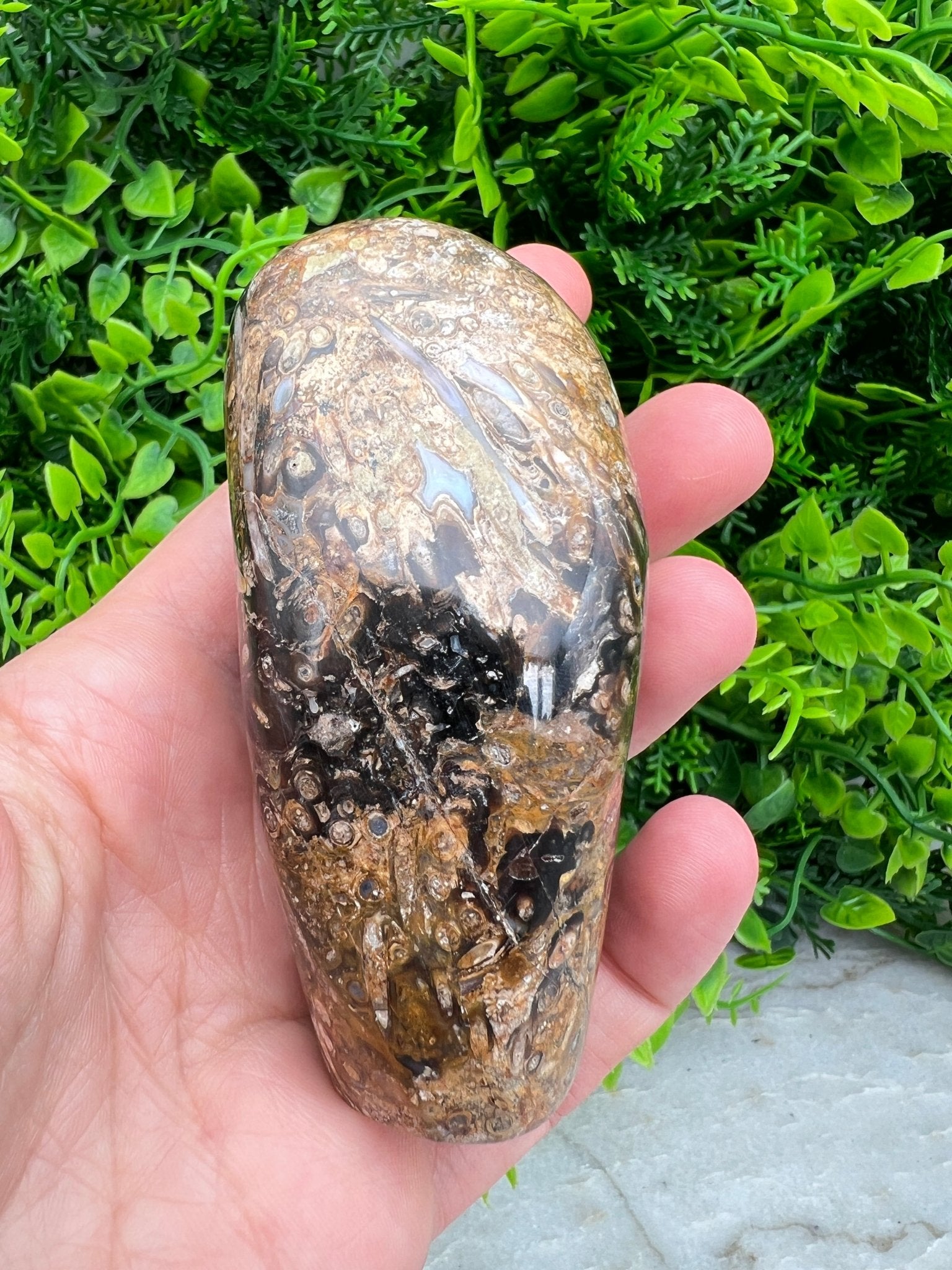 Rotes Palmenfossil, Freiform (8 cm) von KEY LIME STORE