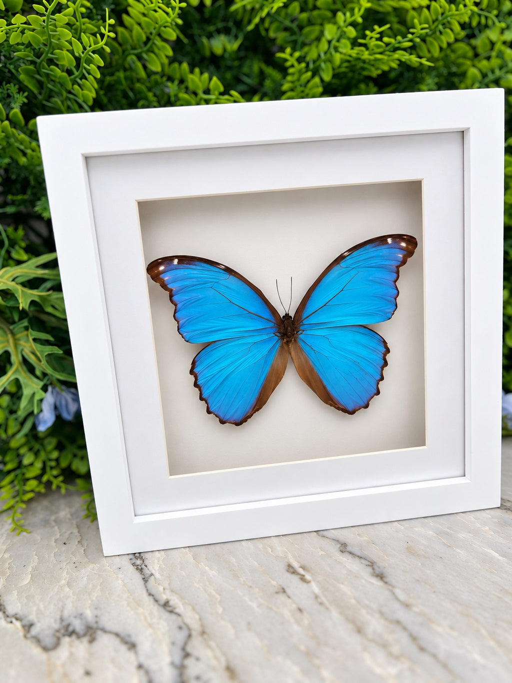 Opgezette vlinder in lijst Morpho Didius