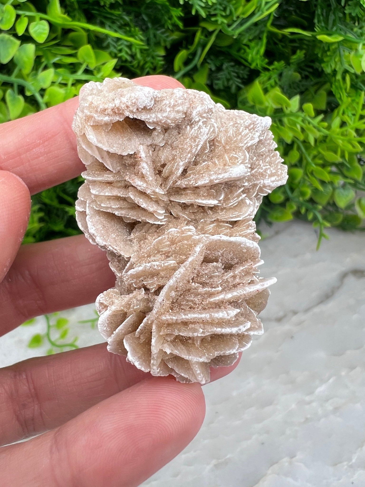 Woestijnroos cluster (5 cm) by KEY LIME STORE