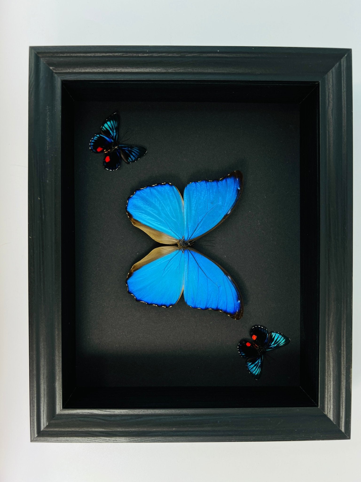 Morpho Didius und 2 Necyria in einem Rahmen von KEY LIME STORE