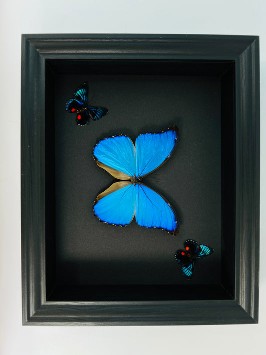 Morpho Didius and 2 Necyria in frame