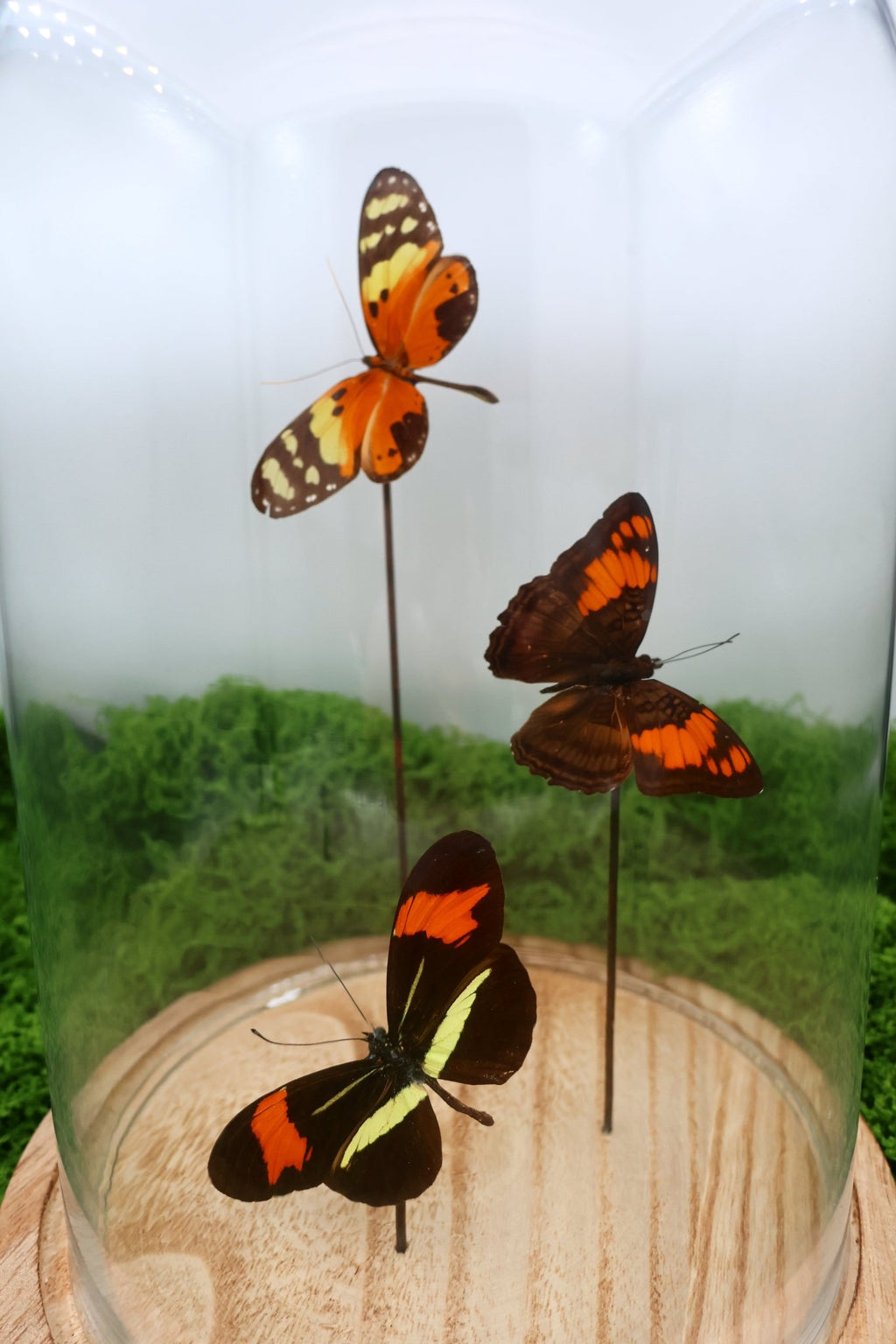 Melinaea, Adelpha und Heliconius in einer Glasglocke von KEY LIME STORE