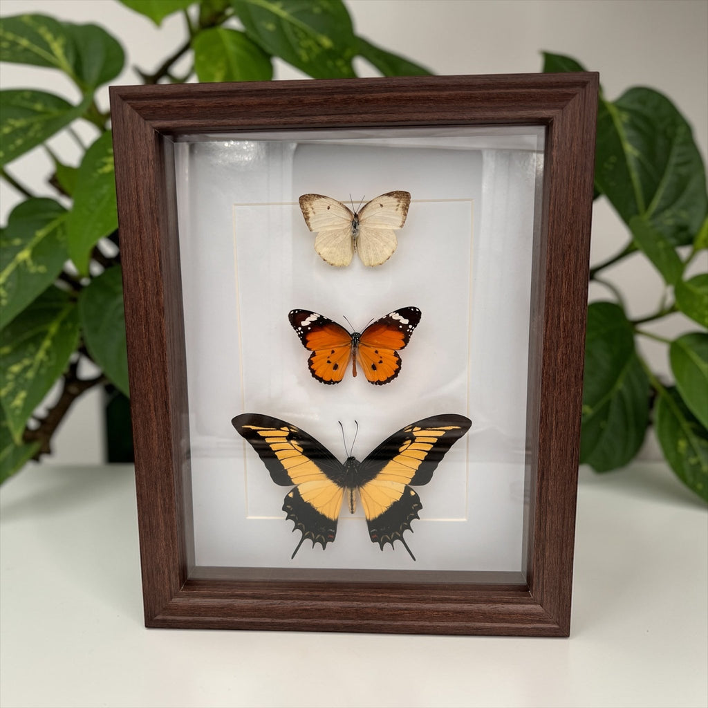 Papilio Androgeus, Danaus Chrysippus und Catopsilia in einem Rahmen von KEY LIME STORE