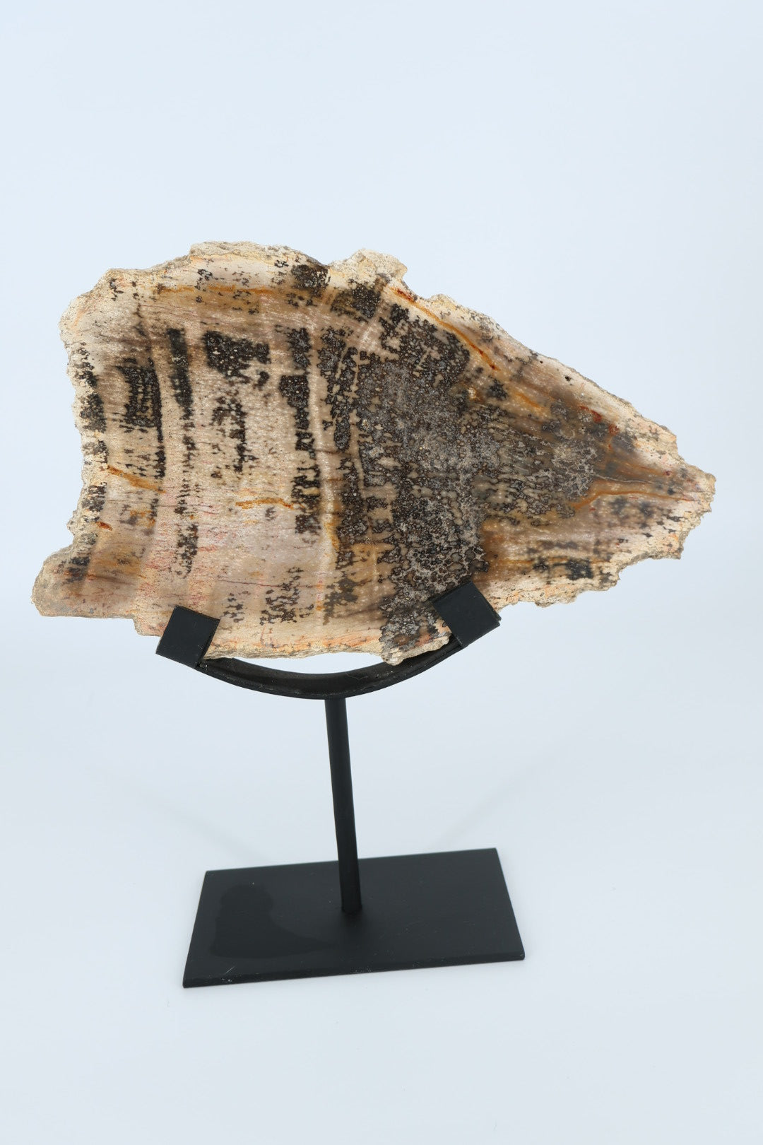 Versteend hout op standaard – Indonesië - 1.366 kg