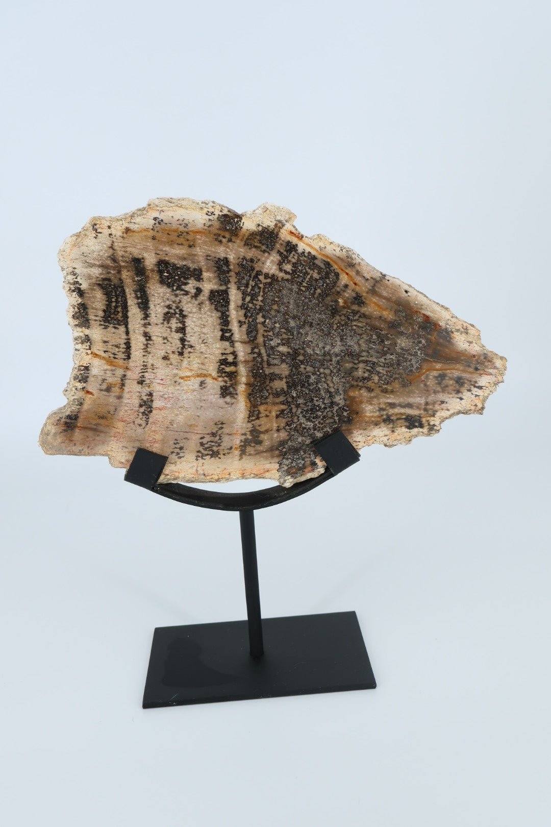 Versteinertes Holz auf Sockel – Indonesien – 1.366 kg von KEY LIME STORE